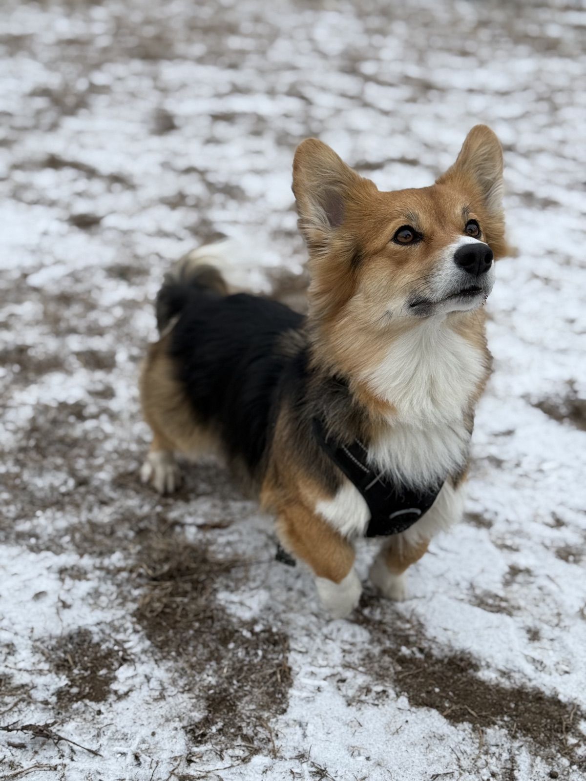 A corgi standing in the snow