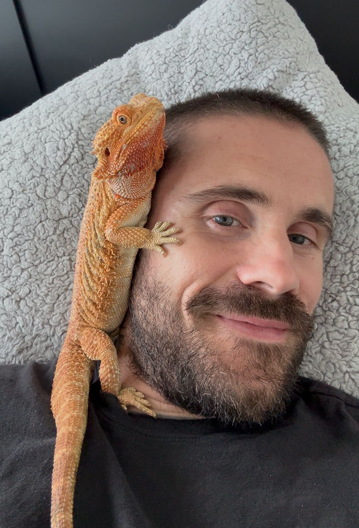 A pet bearded dragon